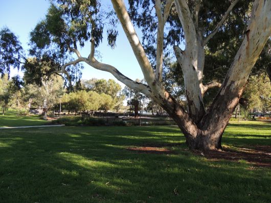 Beautiful Gumtree near Cafe Bobby and Me